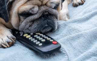 Hund vor Fernbedienung