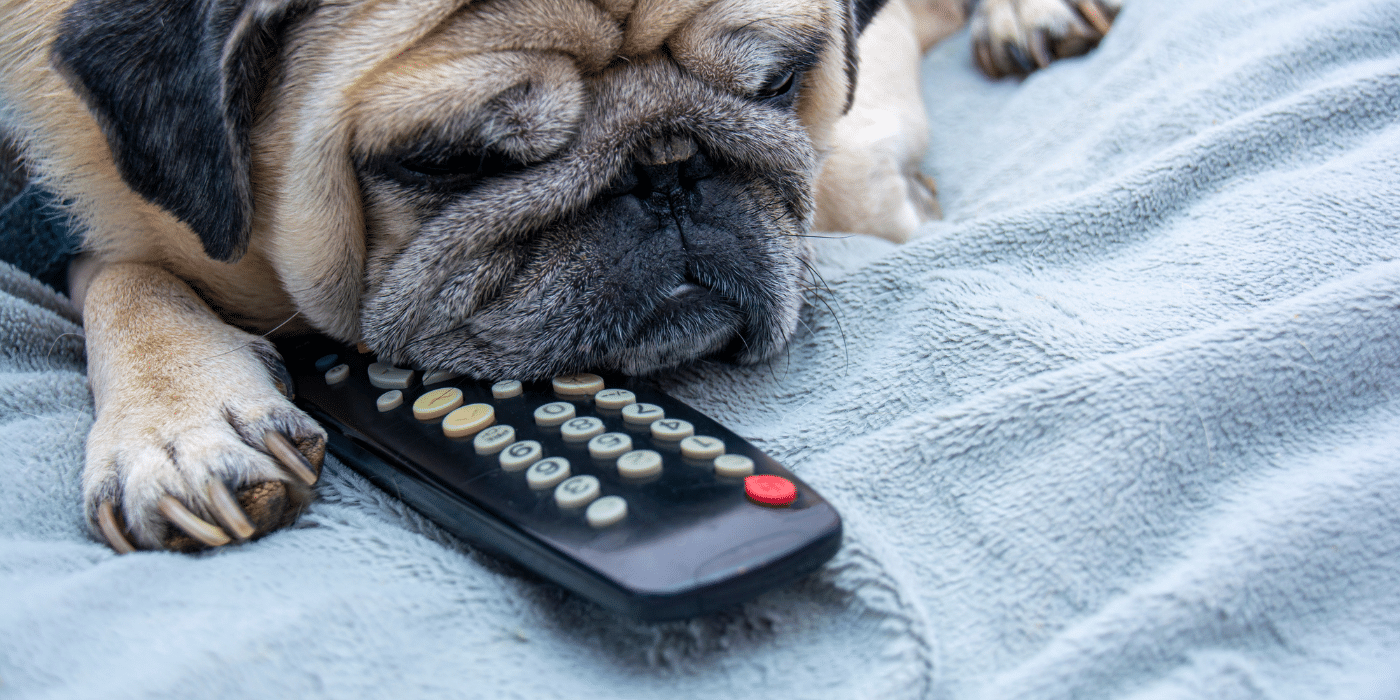Dog in front of remote control