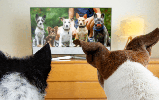 Hunde vorm Fernseher