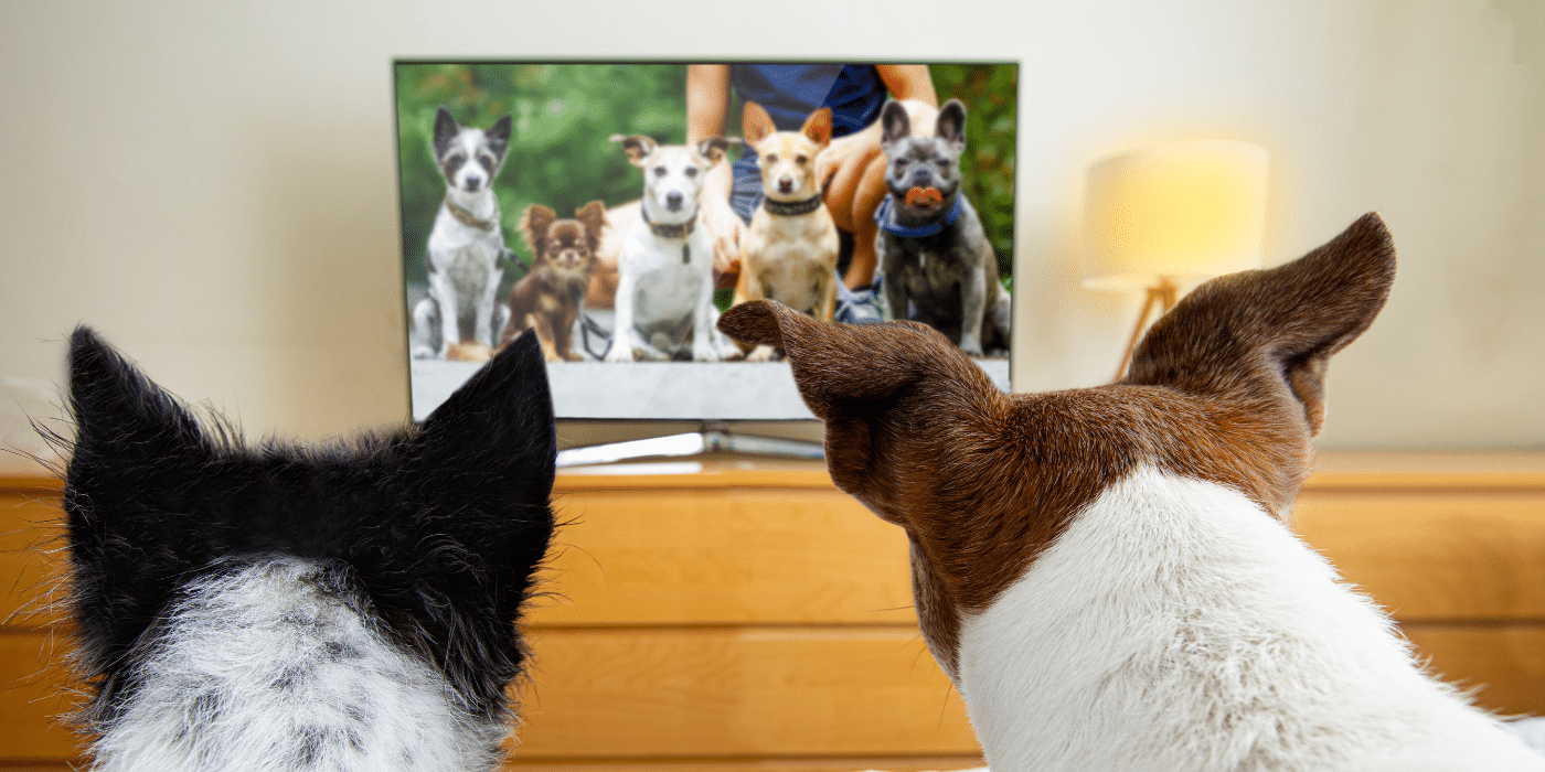 Hunde vorm Fernseher
